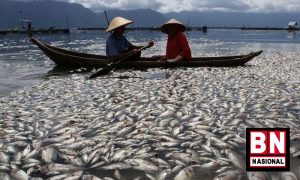 Ikan Mati 300x180