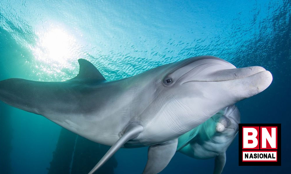 Israel Dituding Kerahkan Lumba-lumba Serang Pasukan Katak Hamas, Disebut Dilengkapi Kamera hingga Senjata - BN Nasional