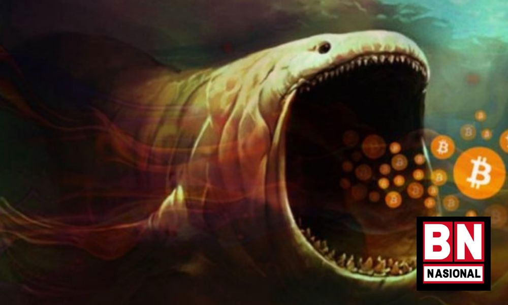 Ngeri-ngeri Sedap! 3 Whale Bitcoin Ini Borong 5.300-an Lebih BTC di Saat Harganya Terjun