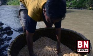 Seknas Jokowi Minta Pemerintah Ambil Tindakan agar Harga Kedelai Stabil - BN Nasional