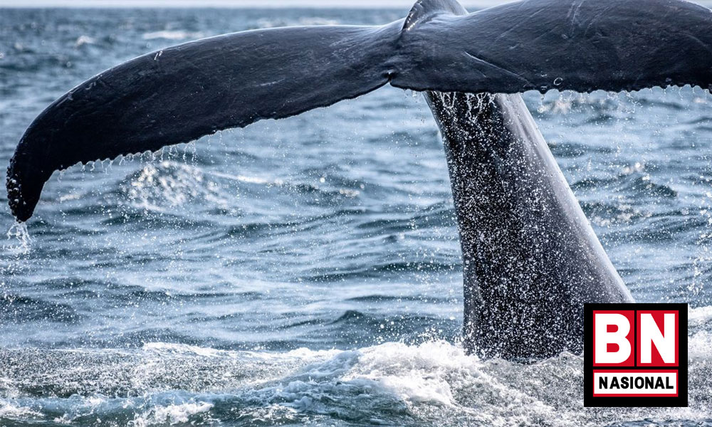 5 Whale