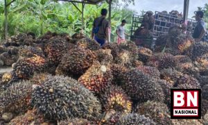 Ogah Jadi Korban Kelangkaan Minyak Goreng, Petani Sawit Usul Turunkan Program B30 Jadi B20 - BN Nasional