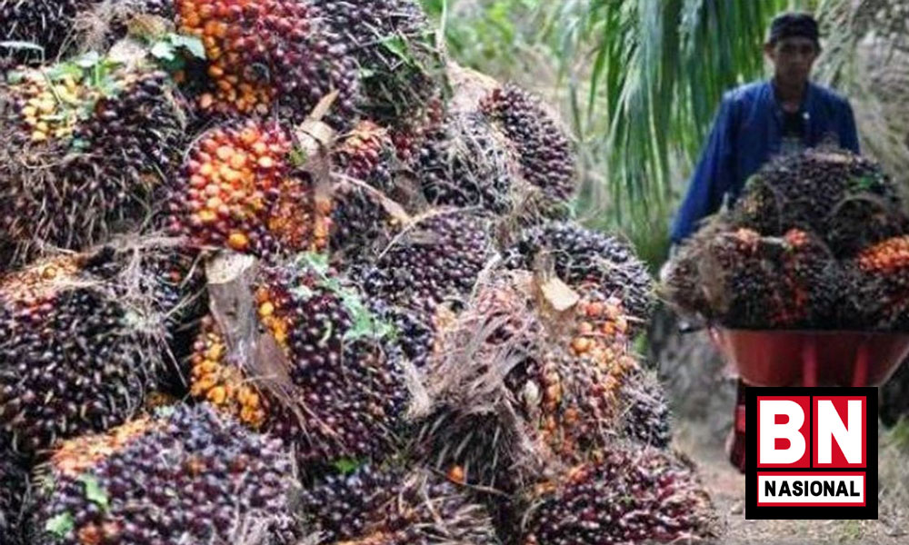 Harga Referensi CPO dan Biji Kakao Turun Agustus 2022, Ini Rinciannya - BN Nasional