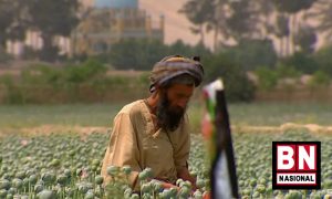 Taliban Tak Main-main Larang Budi Daya Opium, Pelanggar Akan Diseret ke Sanksi Syariat, Tanaman Dihancurkan