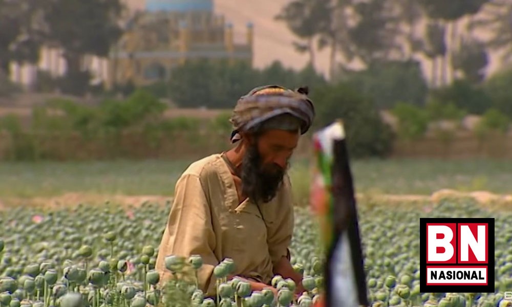 Taliban Tak Main-main Larang Budi Daya Opium, Pelanggar Akan Diseret ke Sanksi Syariat, Tanaman Dihancurkan