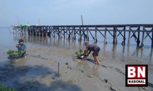 Pemerintah Pinjam Rp 5,7 Triliun ke World Bank untuk Rehabilitasi Mangrove