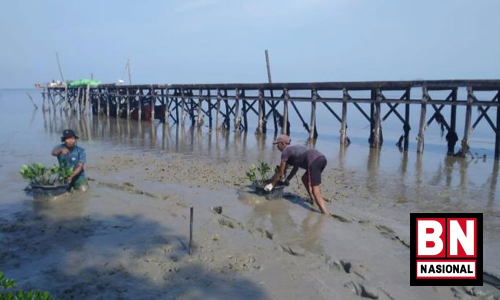 Pemerintah Pinjam Rp 5,7 Triliun ke World Bank untuk Rehabilitasi Mangrove