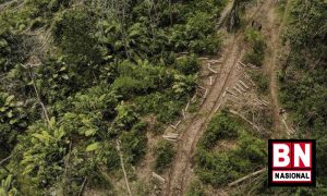 Hutan 300x180