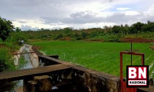 Sawah 300x180
