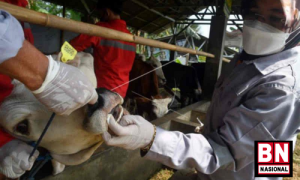 Satgas: 1,09 Juta Ekor Sapi Sudah Terima Vaksin PMK - BN Nasional