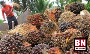 Tak Semua Petani Nikmati Pembebasan PE, Pemerintah Diminta Terapkan Harga Dasar Komoditas Sawit - BN Nasional