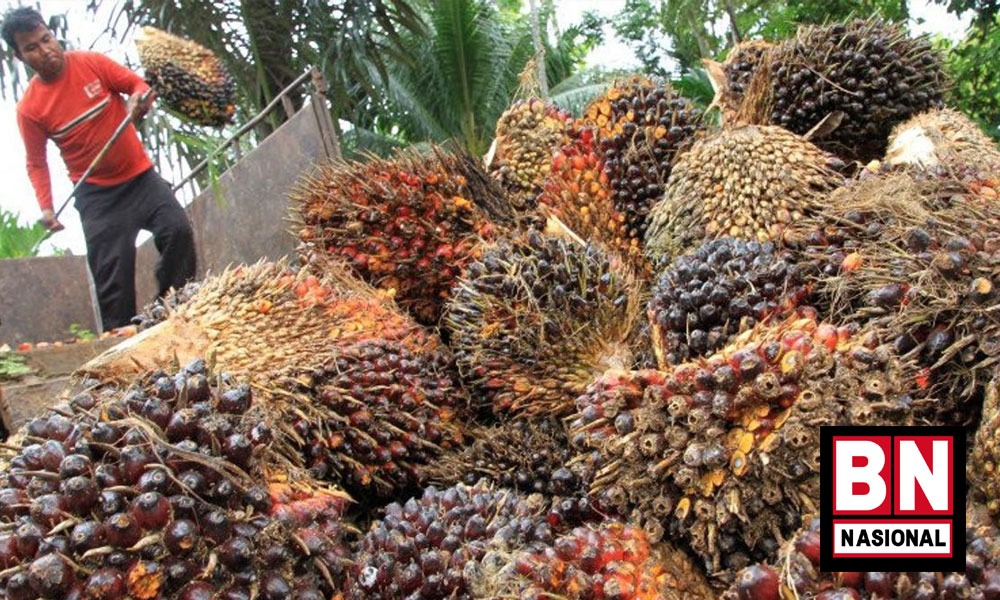 Tak Semua Petani Nikmati Pembebasan PE, Pemerintah Diminta Terapkan Harga Dasar Komoditas Sawit - BN Nasional