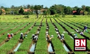 Tingkatkan Hasil Panen, Kementan Dorong Penggunaan Benih Bawang Merah Berteknologi TSS - BN Nasional