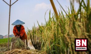 Ekonom: Penyaluran KUR Pertanian Belum Bisa Dinikmati Semua Petani Kecil