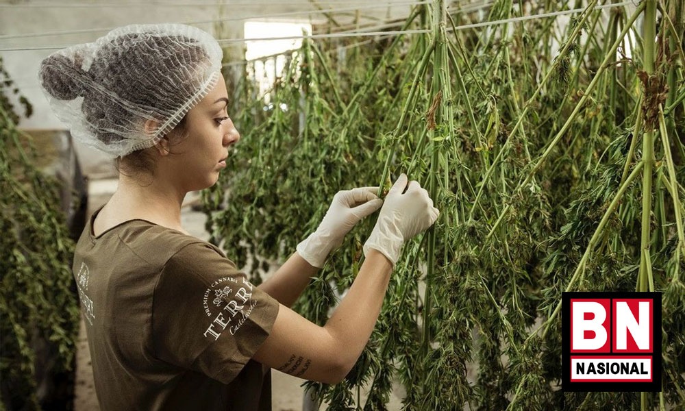 Ubah Kebijakan AS Tentang Ganja, Presiden Biden: Terlalu Banyak Korban Karena Pendekatan yang Gagal