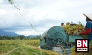 Kementan Pastikan Produksi Beras Nasional Aman Hingga Akhir Tahun 2023