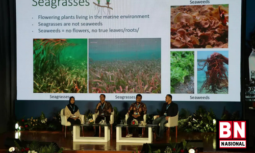 Carbon Inventory for Seagrass Ecosystem (CISE) menjadi salah satu hasil riset peneliti Badan Riset dan Inovasi Nasional (BRIN) yang meraih pendanaan Archipelagic and Island State Forum (AISF) 2022. Riset tersebut dilakukan oleh Aan Johan Wahyudi dan Udhi Eko Hernawan dari Pusat Riset Oseanografi BRIN.