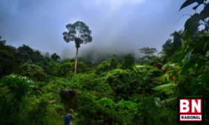 Potensi Cuan Indika Energy Melalui Carbon Trading