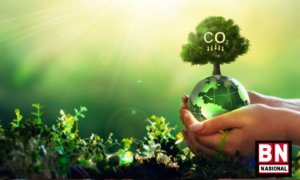 Tumline BnNasional 16 300x180