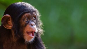 Siapa Lagi yang Mengingat Pelarian Kera Besar pada tahun 2019?