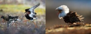 Supergene Perkawinan Misterius Ruff