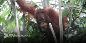 26 Orang Utan 300x150