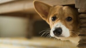Cacing Pembunuh Anjing Sedang Berkeliaran di California
