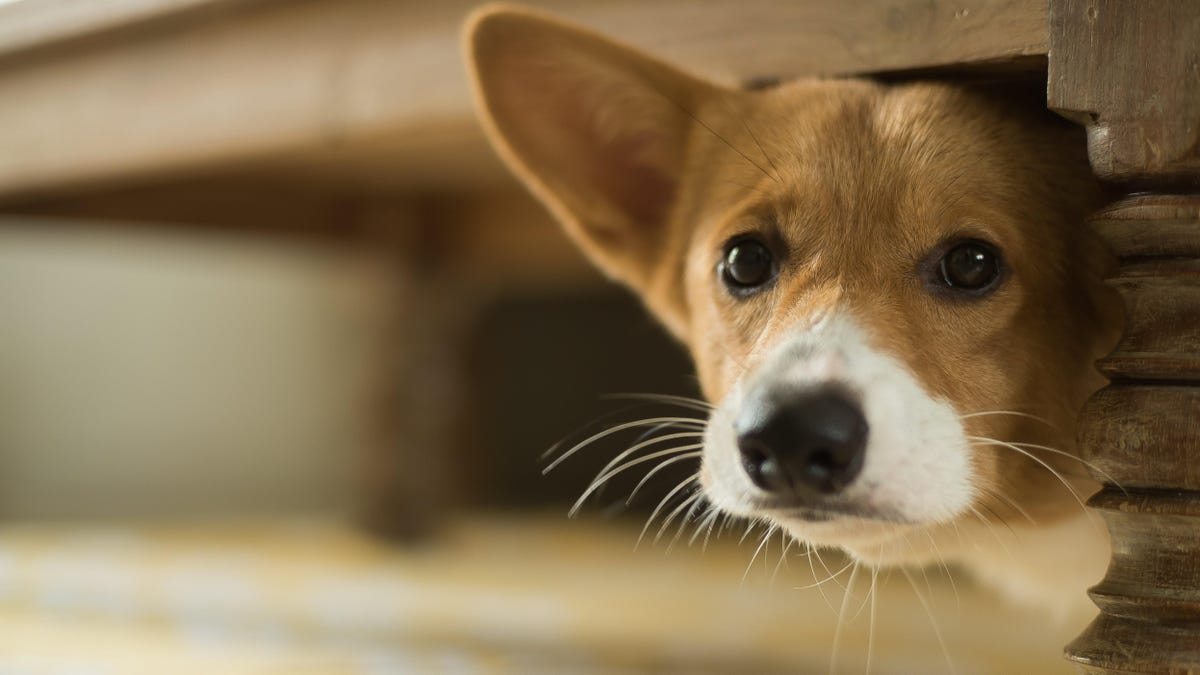 Cacing Pembunuh Anjing Sedang Berkeliaran di California