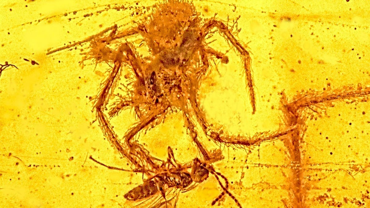 Fosil Amber Teraneh yang Pernah Ditemukan