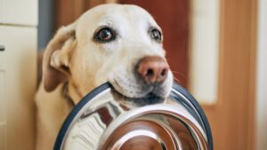 Ilmuwan Mencari Tahu Mengapa Anjing Labrador Retriever Tidak Pernah Makan Cukup