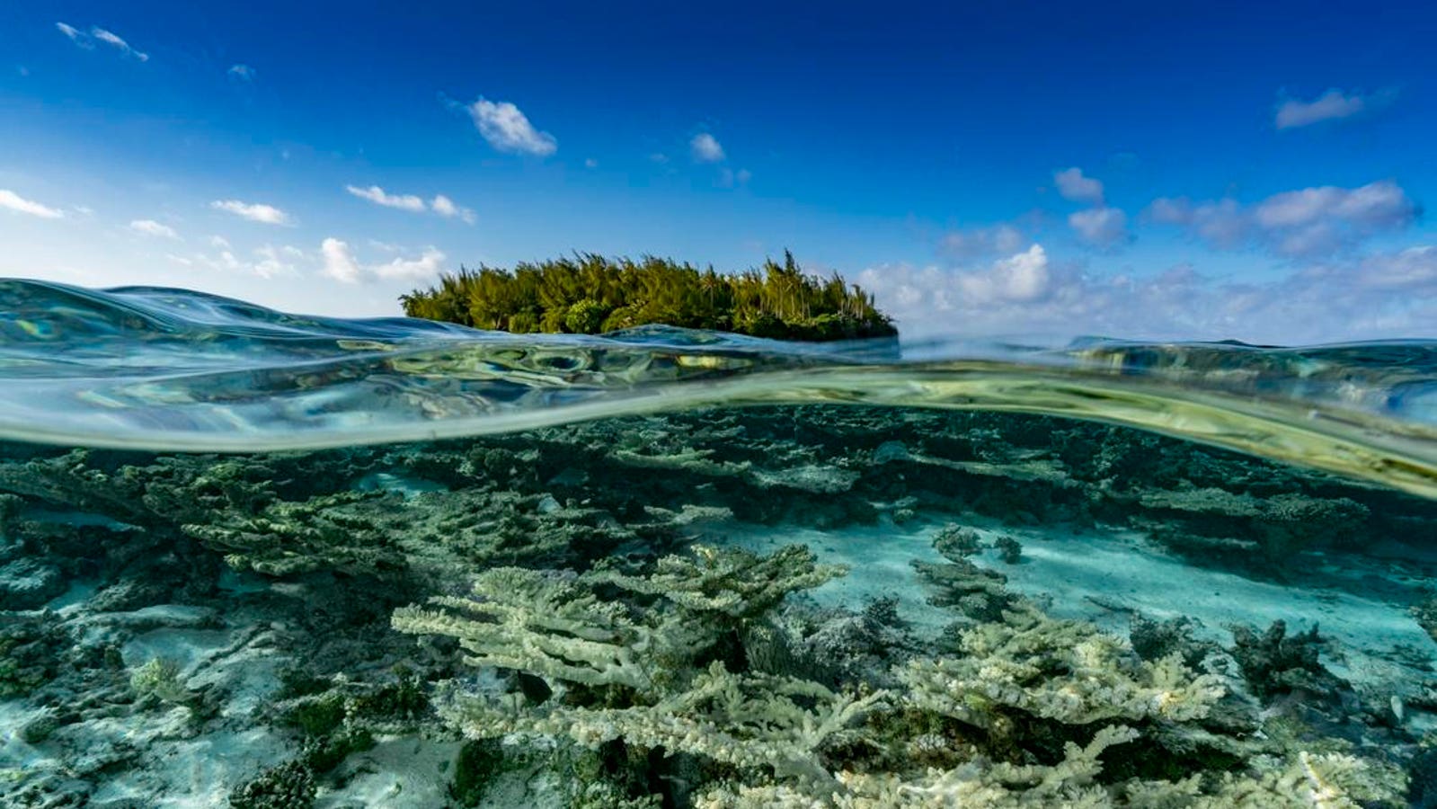 Resiko Besar Saat Lautan Terlalu Panas