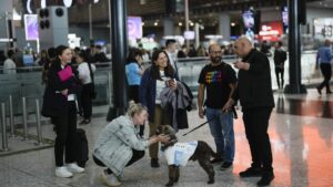 Bandara Istanbul memberikan pengalaman yang menenangkan bagi wisatawan yang cemas dengan menyewa 5 anjing terapi