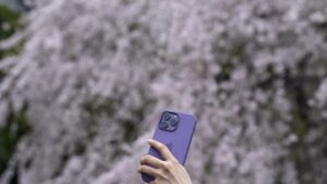 Kerumunan orang berkumpul untuk menyaksikan bunga sakura di puncak mekarnya di Tokyo