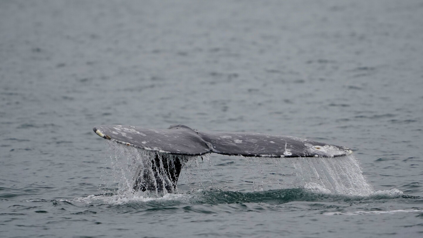 Populasi paus di Pantai Barat pulih dalam 5 tahun setelah ratusan paus terdampar di pantai