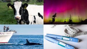 Penjualan Susu Mentah Melonjak karena Penyebaran Imunitas Flu Burung yang Salah Kaprah