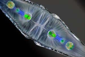 SciTechDaily