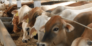 2 Sapi 300x150