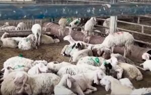 Larangan hewan kurban ke Gaza mengungkap citra buruk Israel