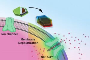 Inti Magnetik dari Nanodisc Bersifat Magnetostriktif