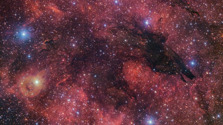 Tanaman Nebula Serigala Gelap