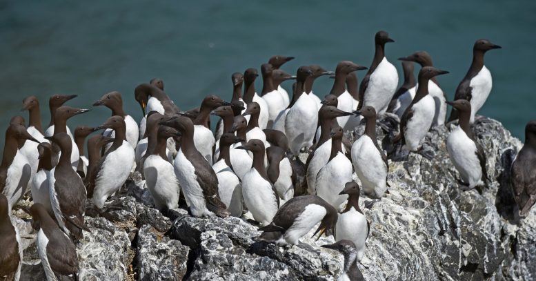 Murres Biasa di Koloni Pembibitan di Alaska