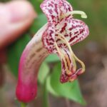 Aeschynanthus pentatrikomatus