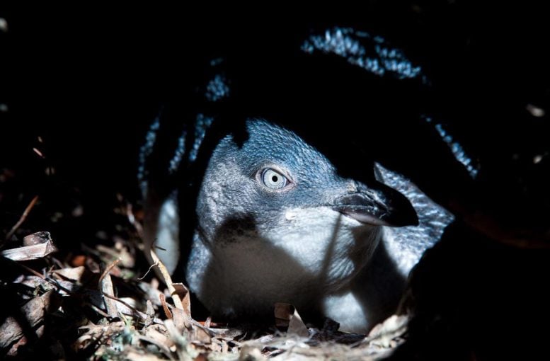 Penguin Kecil Tutup