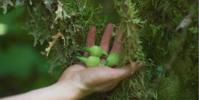 Hazelnut Paruh Besar dan Bulat