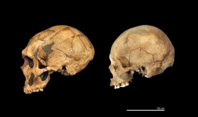 Replika Tengkorak Neanderthal Berusia Sekitar 50.000 Tahun