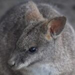 Parma Wallabies Under Siege: Bagaimana Kebakaran Hutan dan Rubah Mengancam Parma Wallaby Tutup