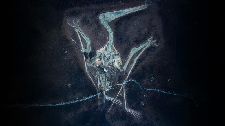 Sampul Fotografi UV Pterodactylus
