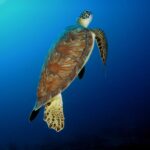 Penyu Hijau Muncul Mengudara