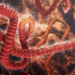 Bagaimana Ebola Membajak Kulit Manusia untuk Penyebarannya Secara Diam-diam Konsep Artis Virus Ebola