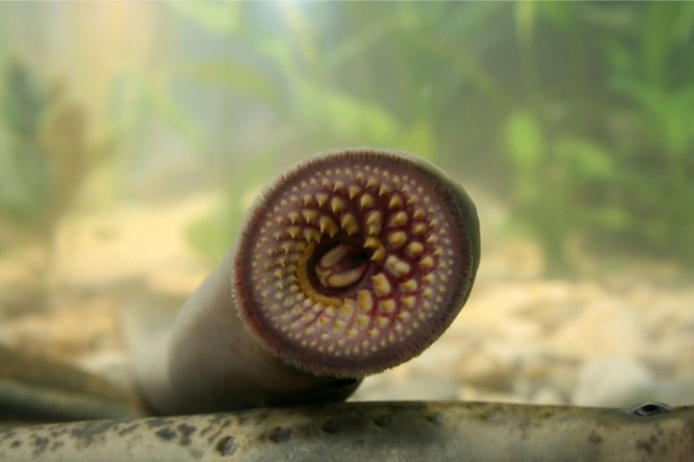 Mulut Lamprey Laut